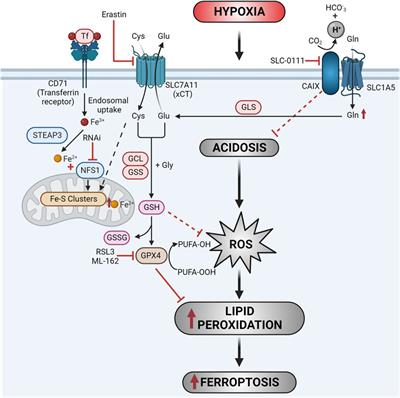 Co-vulnerabilities of inhibiting carbonic anhydrase IX in ferroptosis-mediated tumor cell death